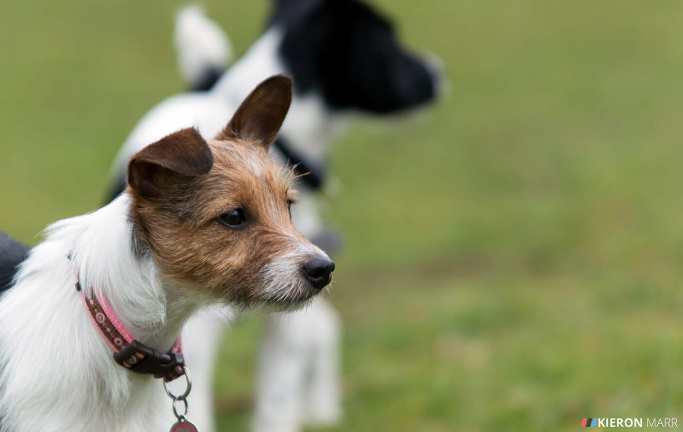 Maisie & Stan the Jack Russells