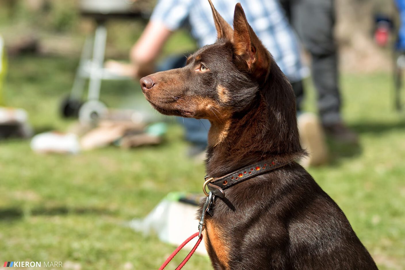 Pixel the Kelpie