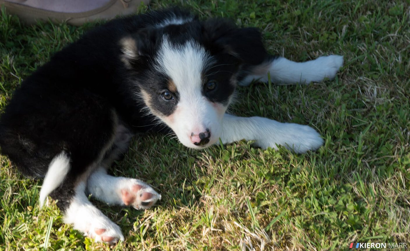 Del boy the Border Collie Puppy