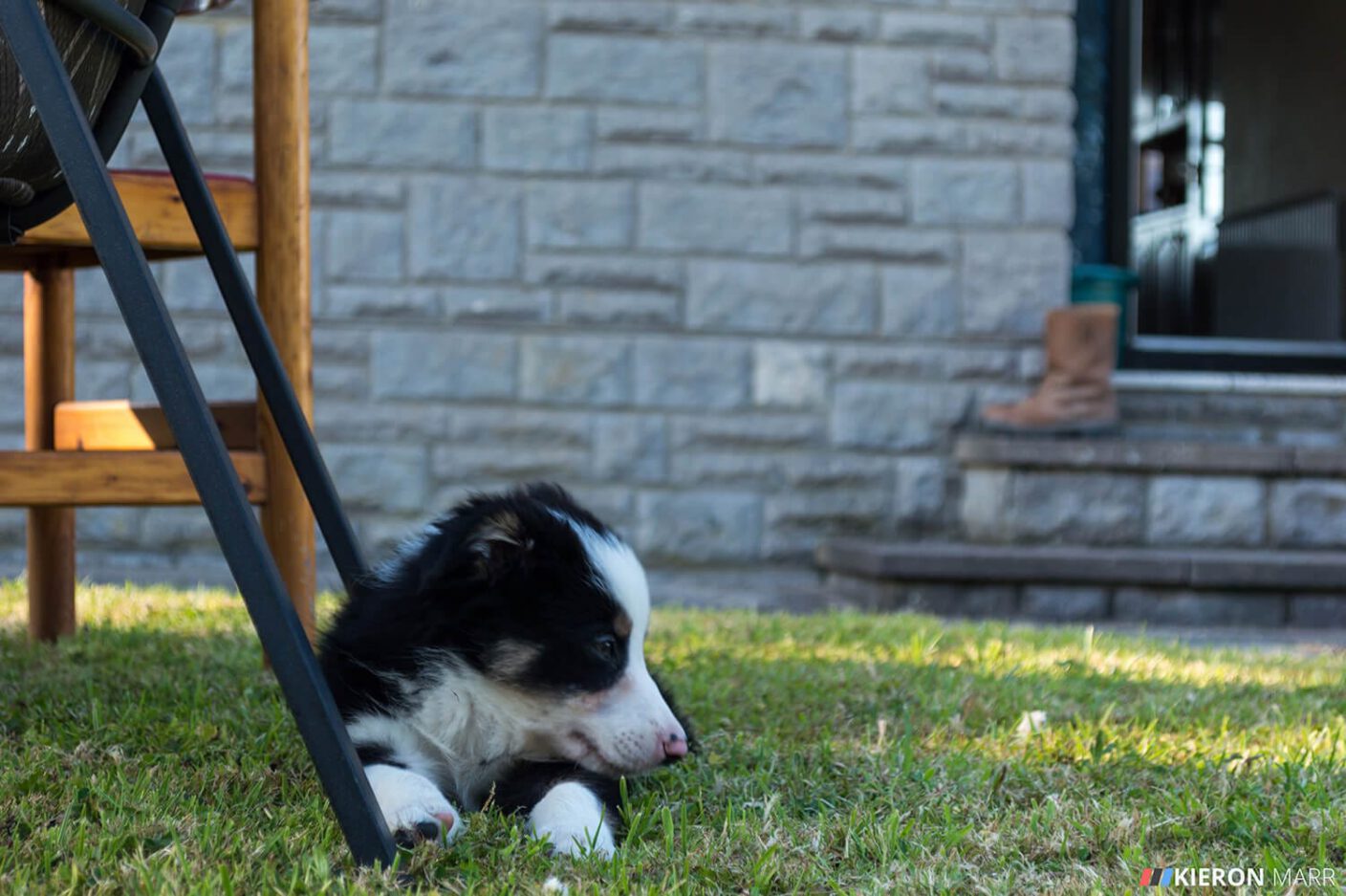 Del boy the Border Collie Puppy