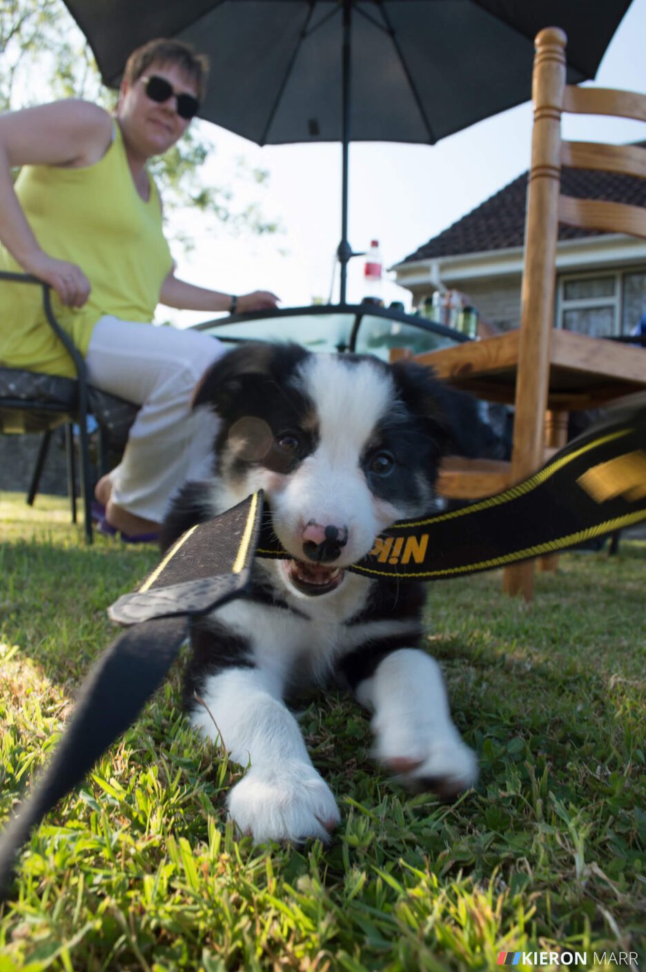 Del boy the Border Collie Puppy