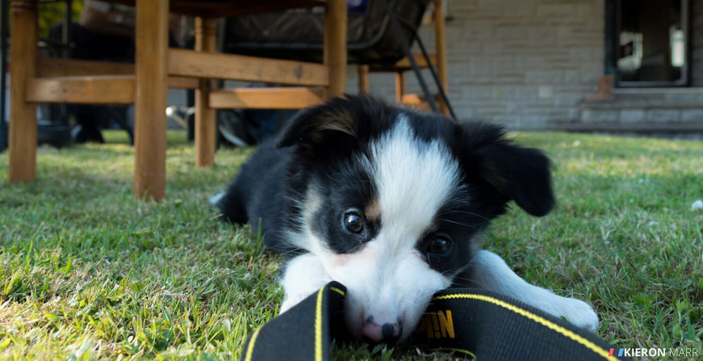 Del boy the Border Collie Puppy