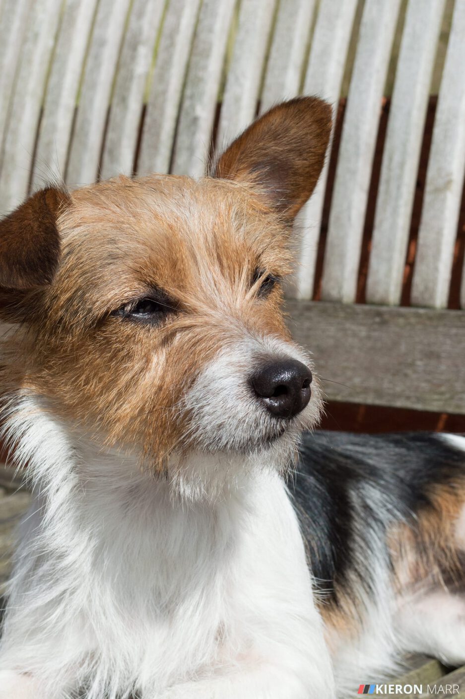 Maisie sunbathing on a bench