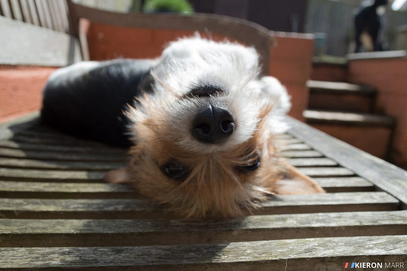 Maisie the Jack Russell upside down