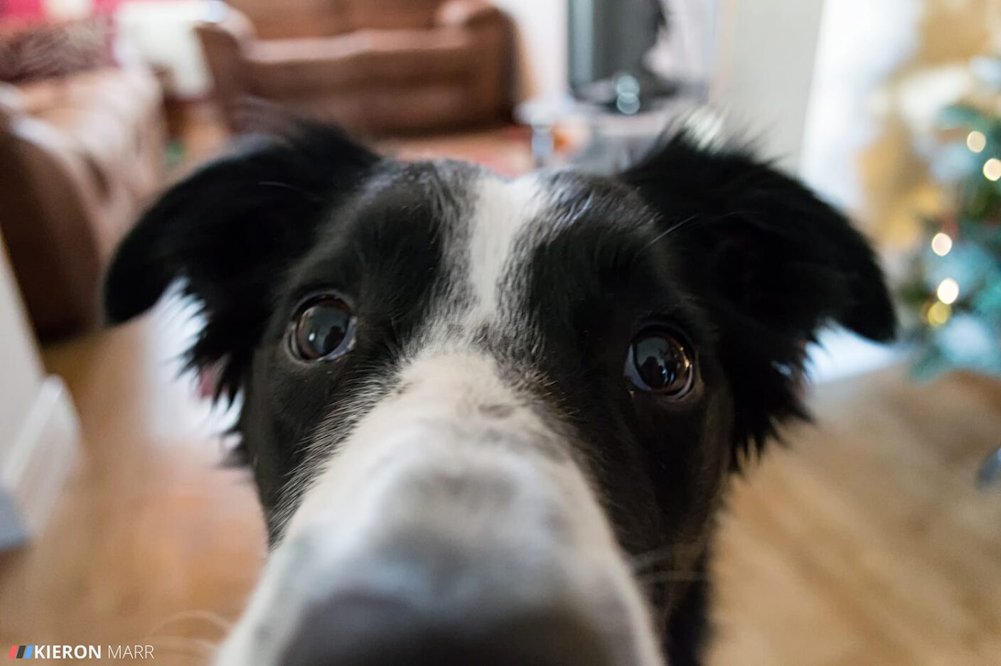 Oscar the Border Collie