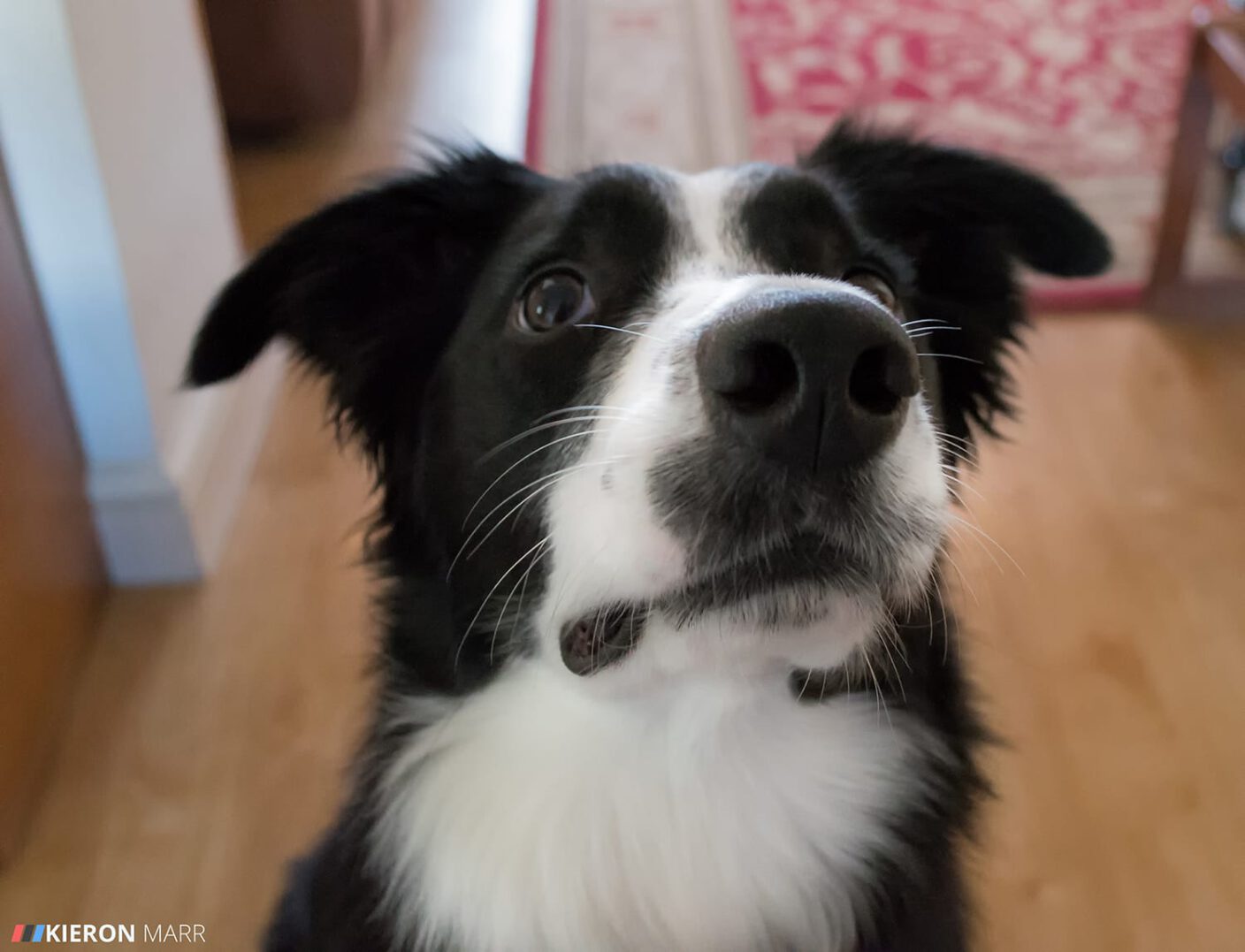 Oscar the Border Collie