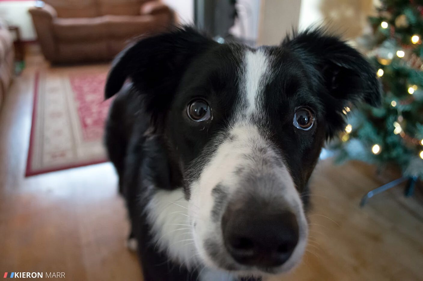 Oscar the Border Collie