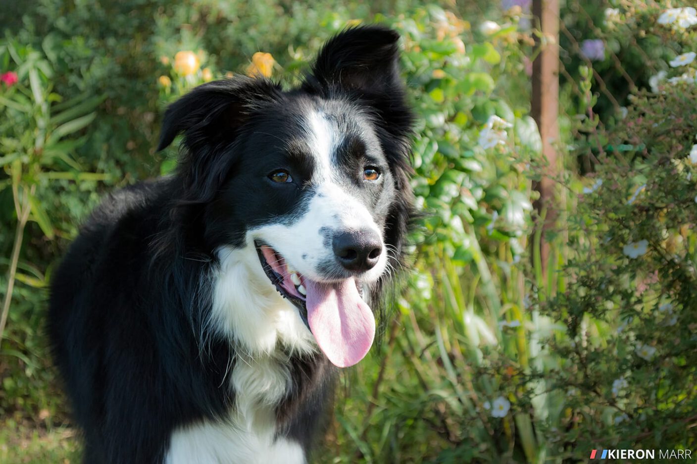 Oscar the Border Collie