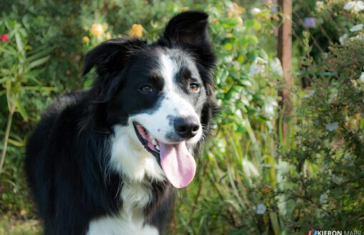 Oscar the Border Collie