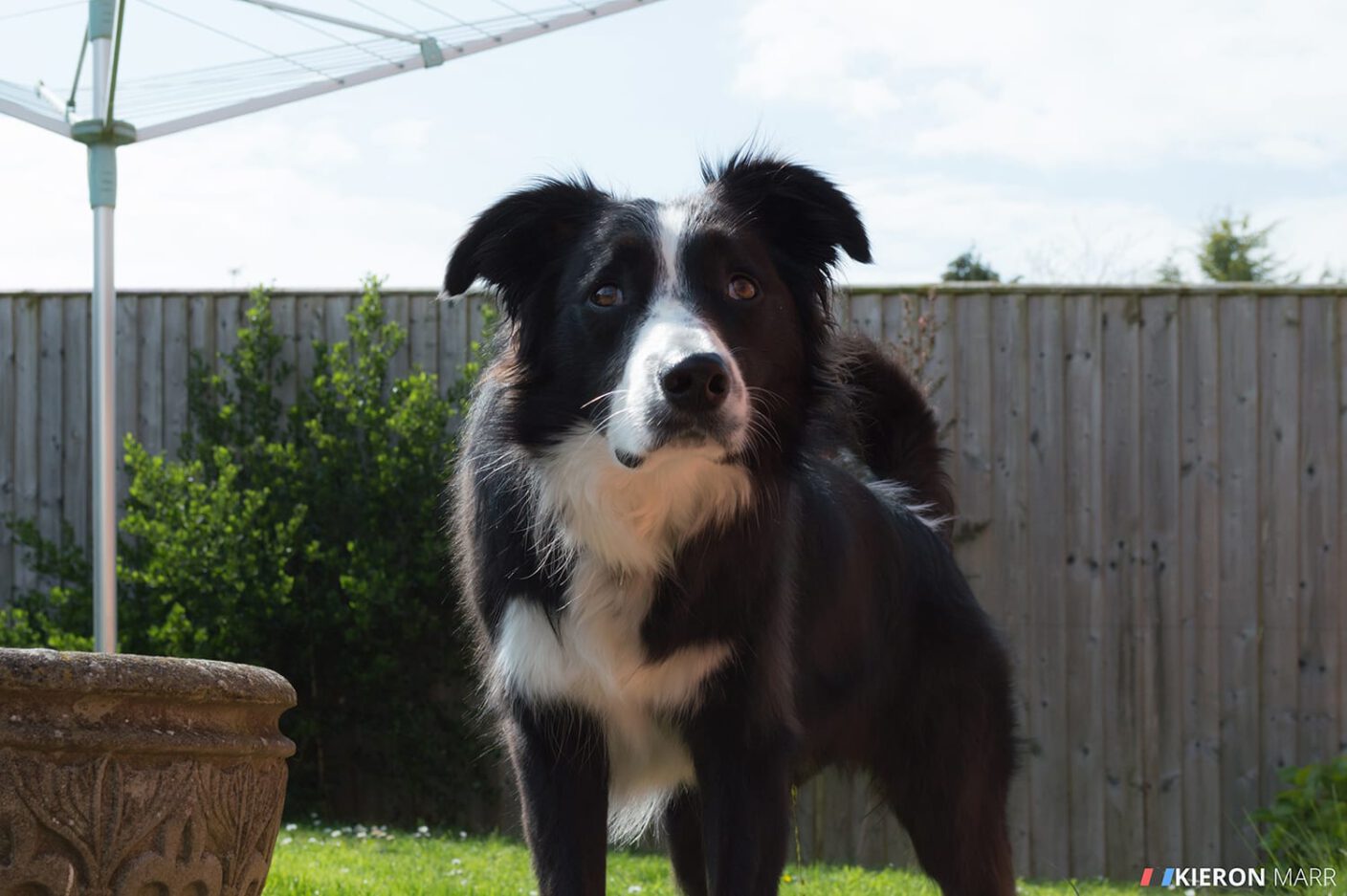 Oscar waiting for his ball