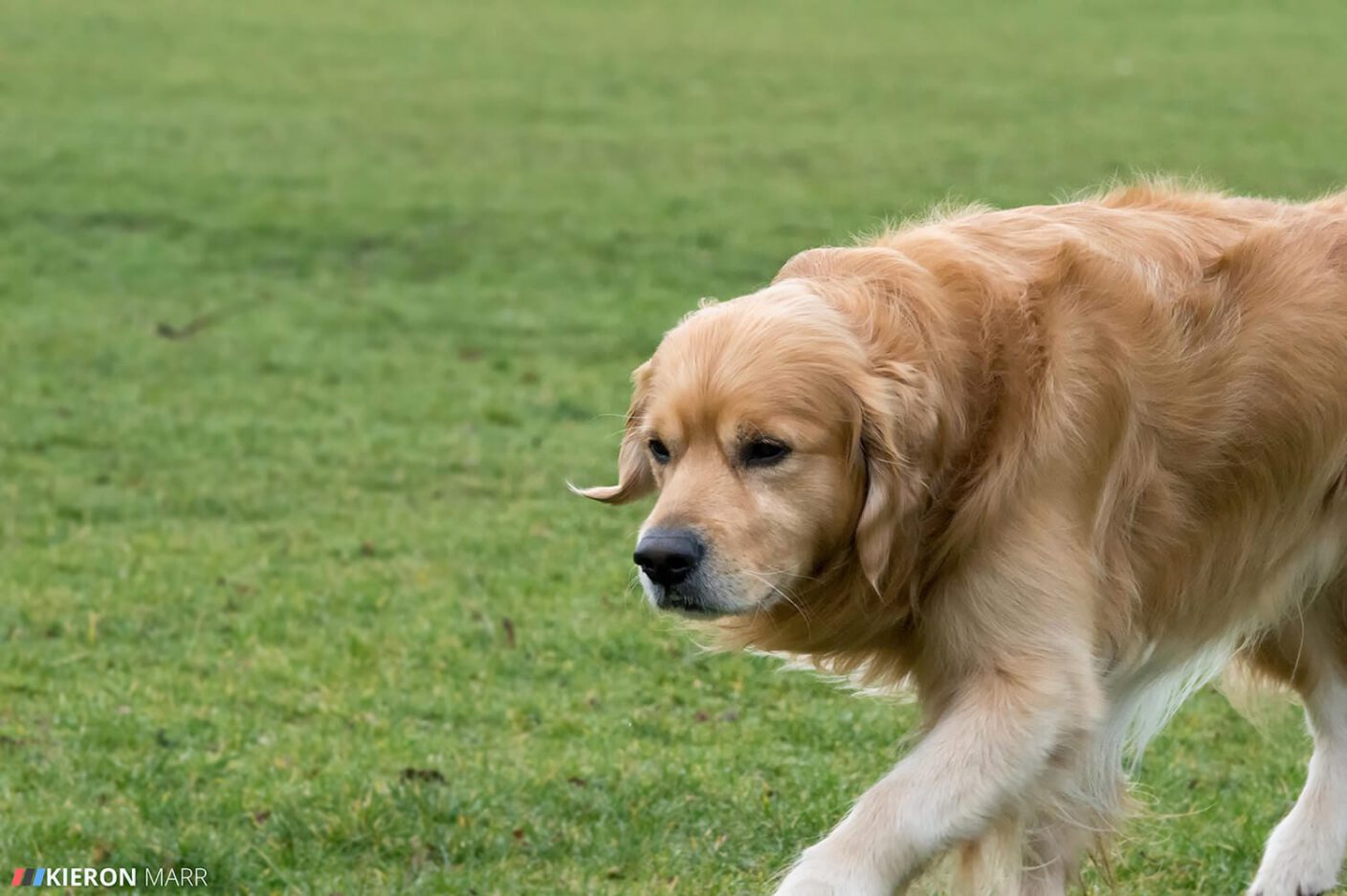 Rio the Golden Retriever