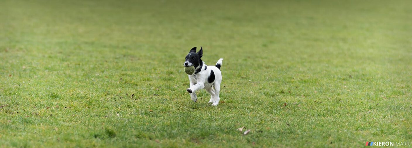 Stan the Jack Russell with his ball