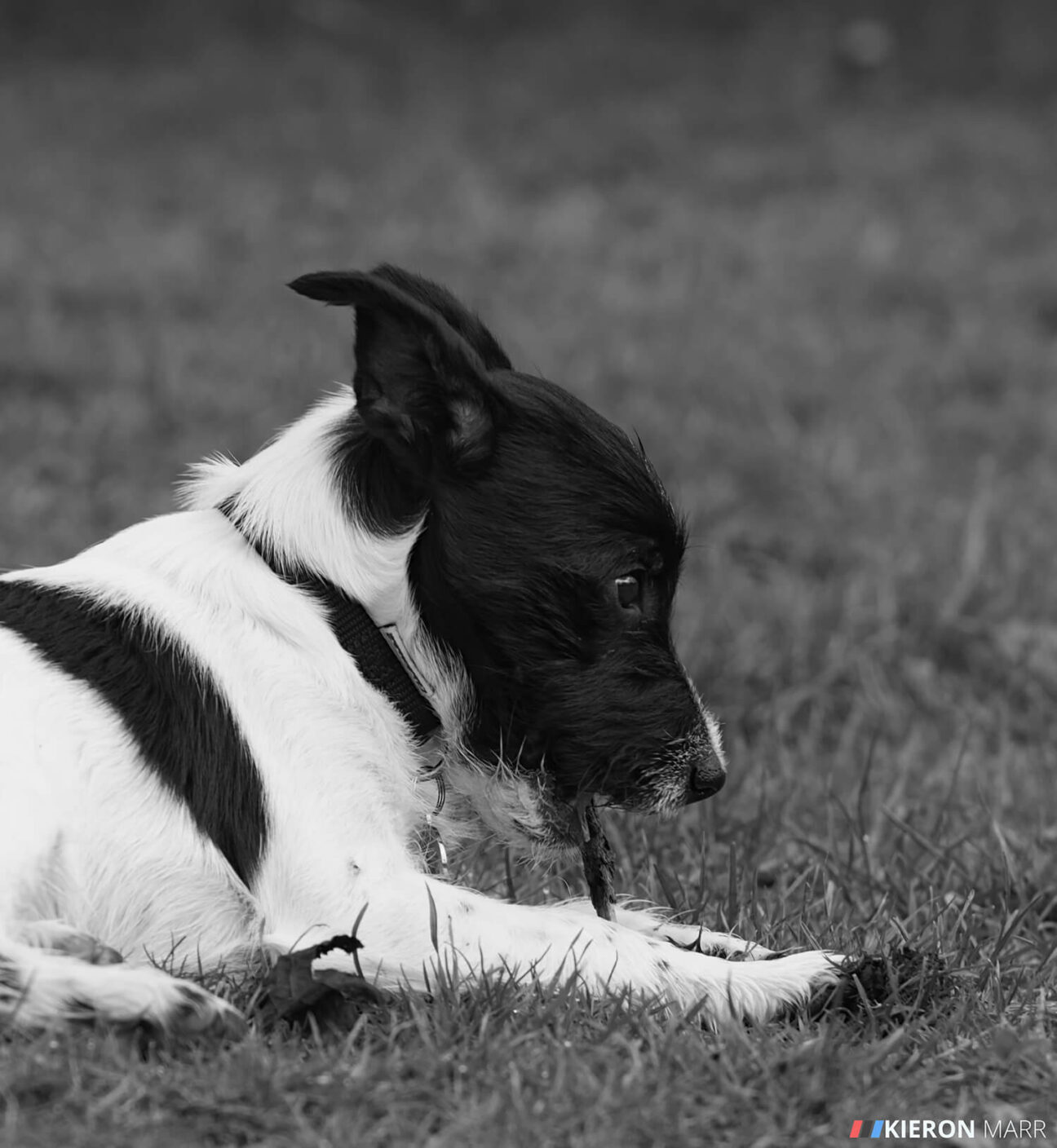 Stan the Jack Russell chewing a stick