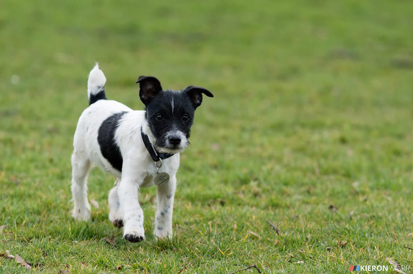 Stan the Jack Russell curious