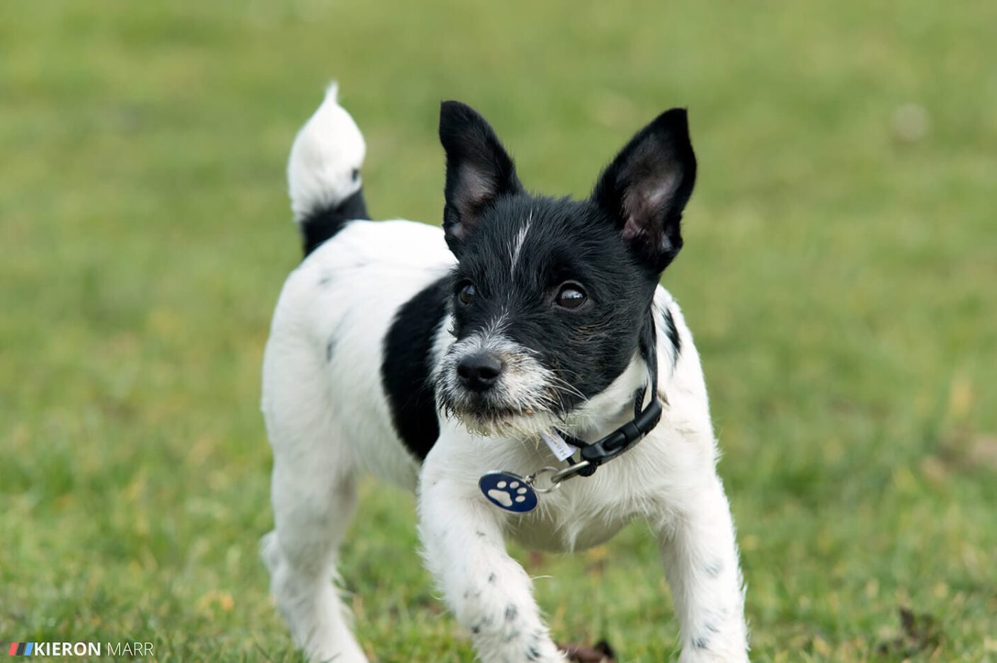 Stan the Jack Russell focused