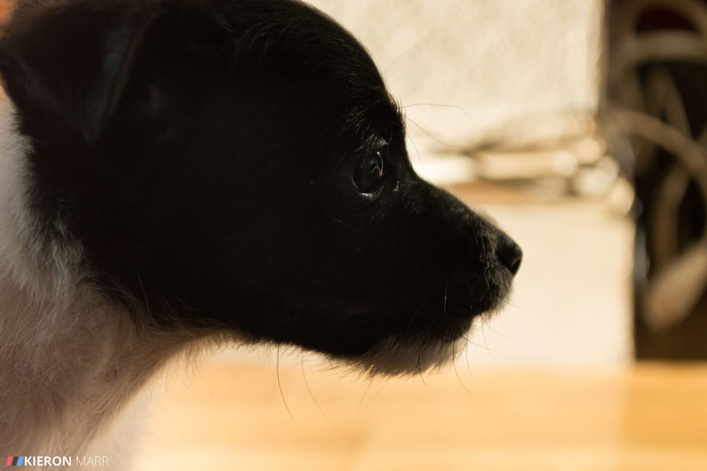 Stan the Jack Russell as a puppy 