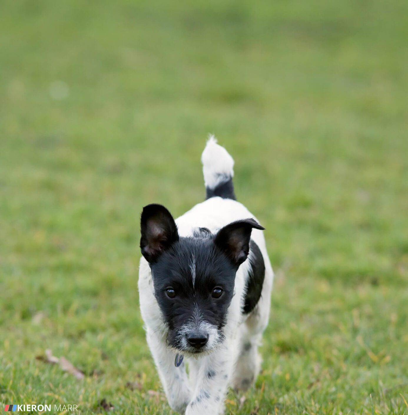 Stan the Jack Russell stalking walk