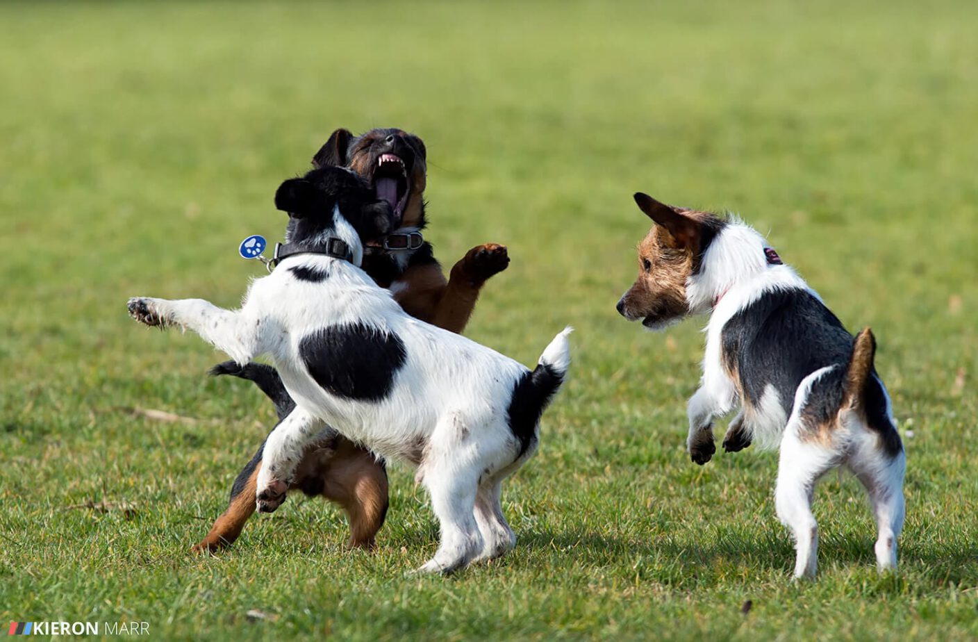 Stan, Rusty & Maisie playing