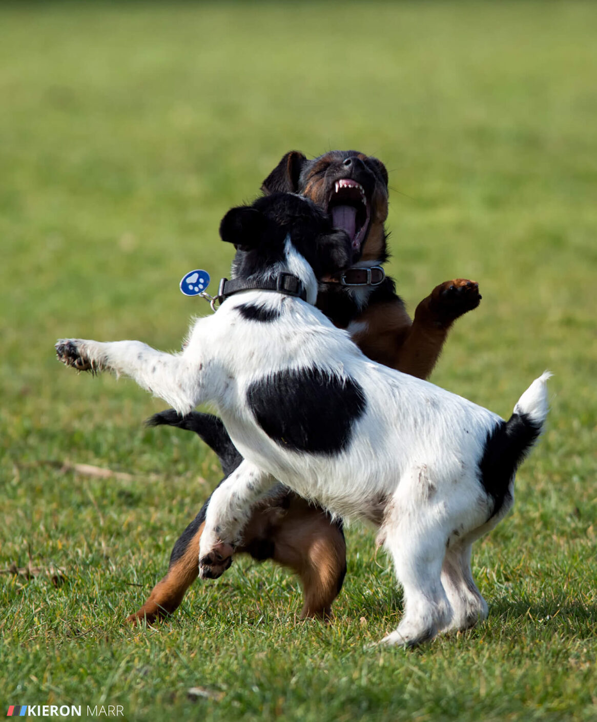 Stan & Rusty playing