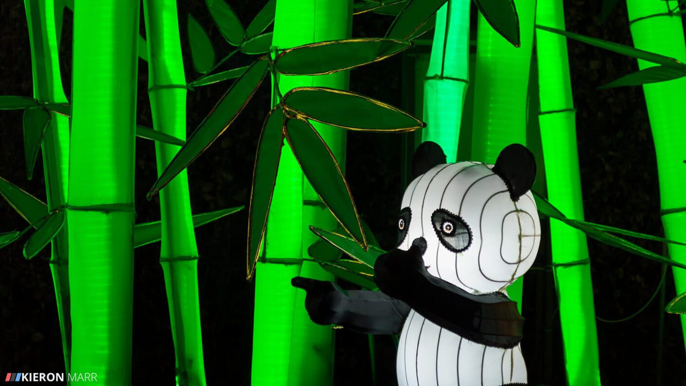 Longleat Festival of Light 2014 - Baby Panda