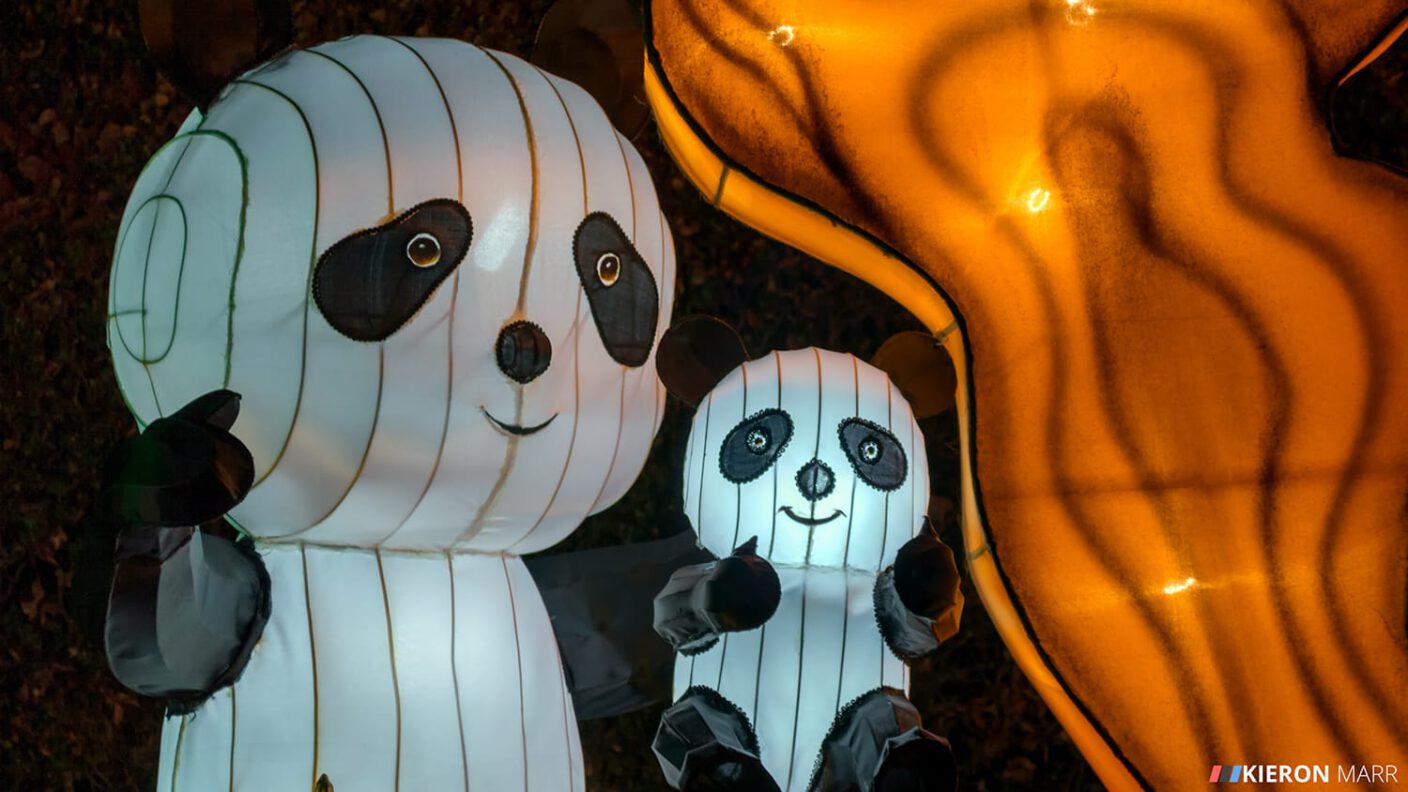 Longleat Festival of Light 2014 - Panda Family