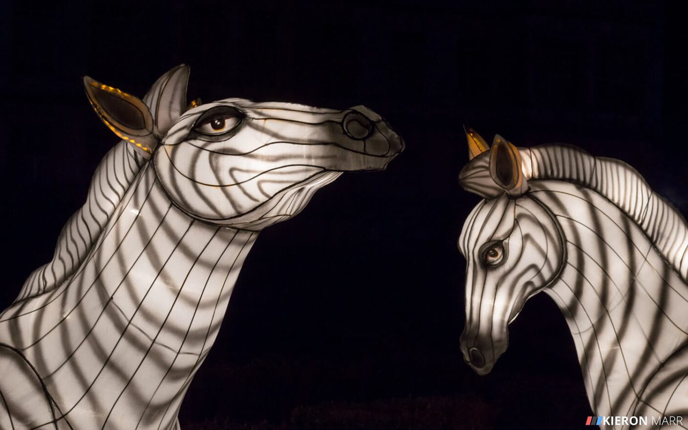 Longleat Festival of Light 2014 - Zebras