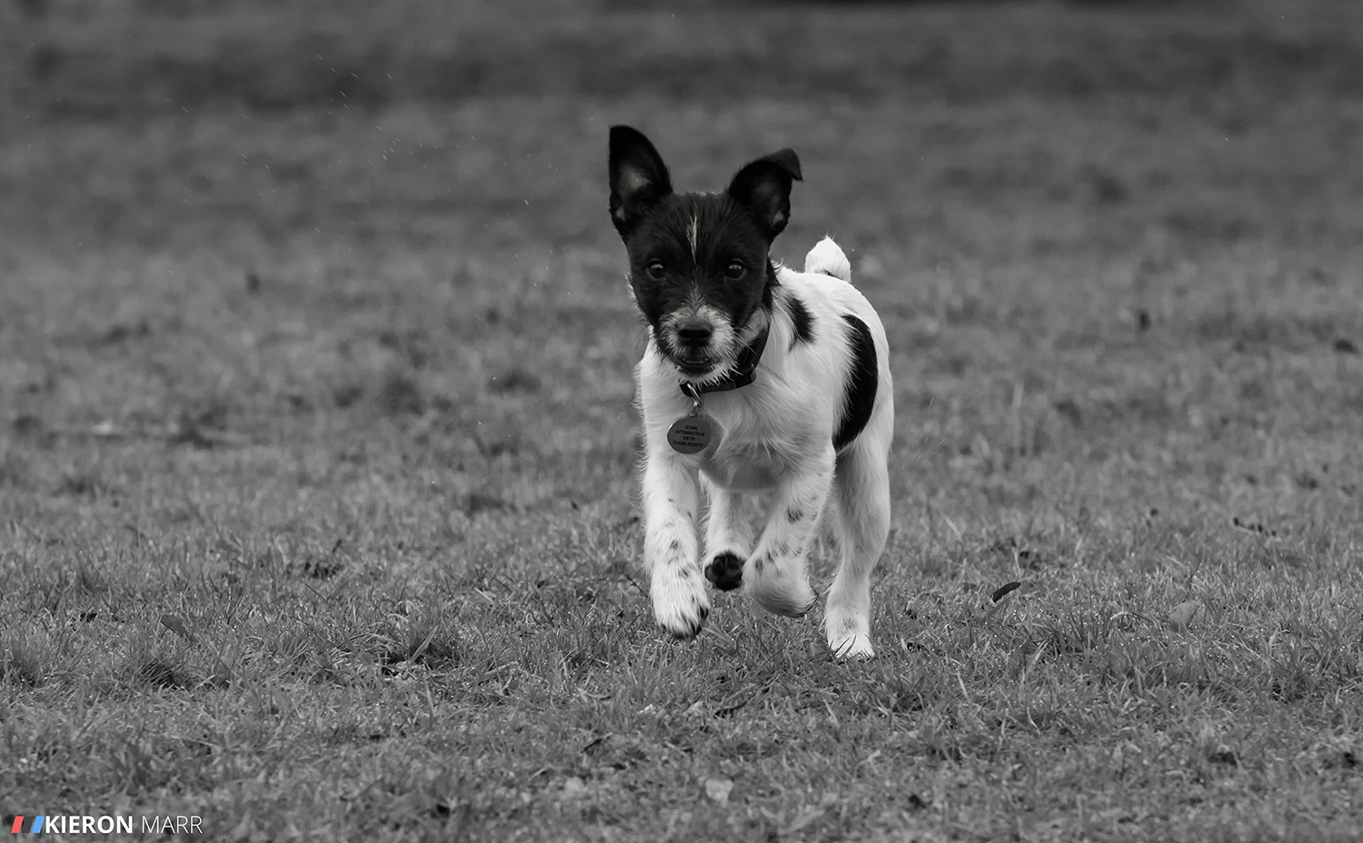 Stan the Jack Russell